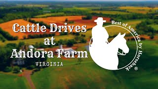 Cattle Drives at Andora Farm (2019)