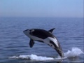 Download Free Willy 3: The Rescue (1997)