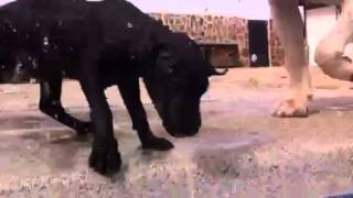 Cachorros Patterdale Terrier Mosters-6
