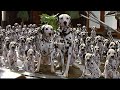 101 كلب بيقدرو يقضو علي اكبر عصابة لصيد الحيوانات في اوربا كلها !