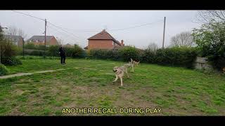 E-collar conditioning, day 1 and 2