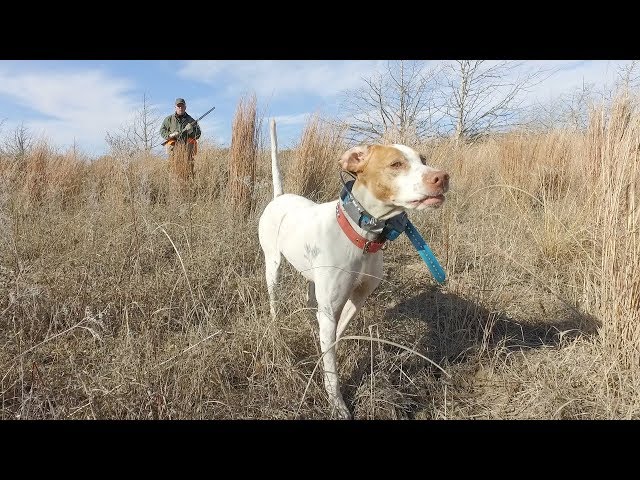 Watch NW Oklahoma Quail Hunt on YouTube.