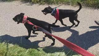 Patterdale Estacado 13M & Heideterrier X Patterdale 11M Nala Of Friend - Fell Terriers