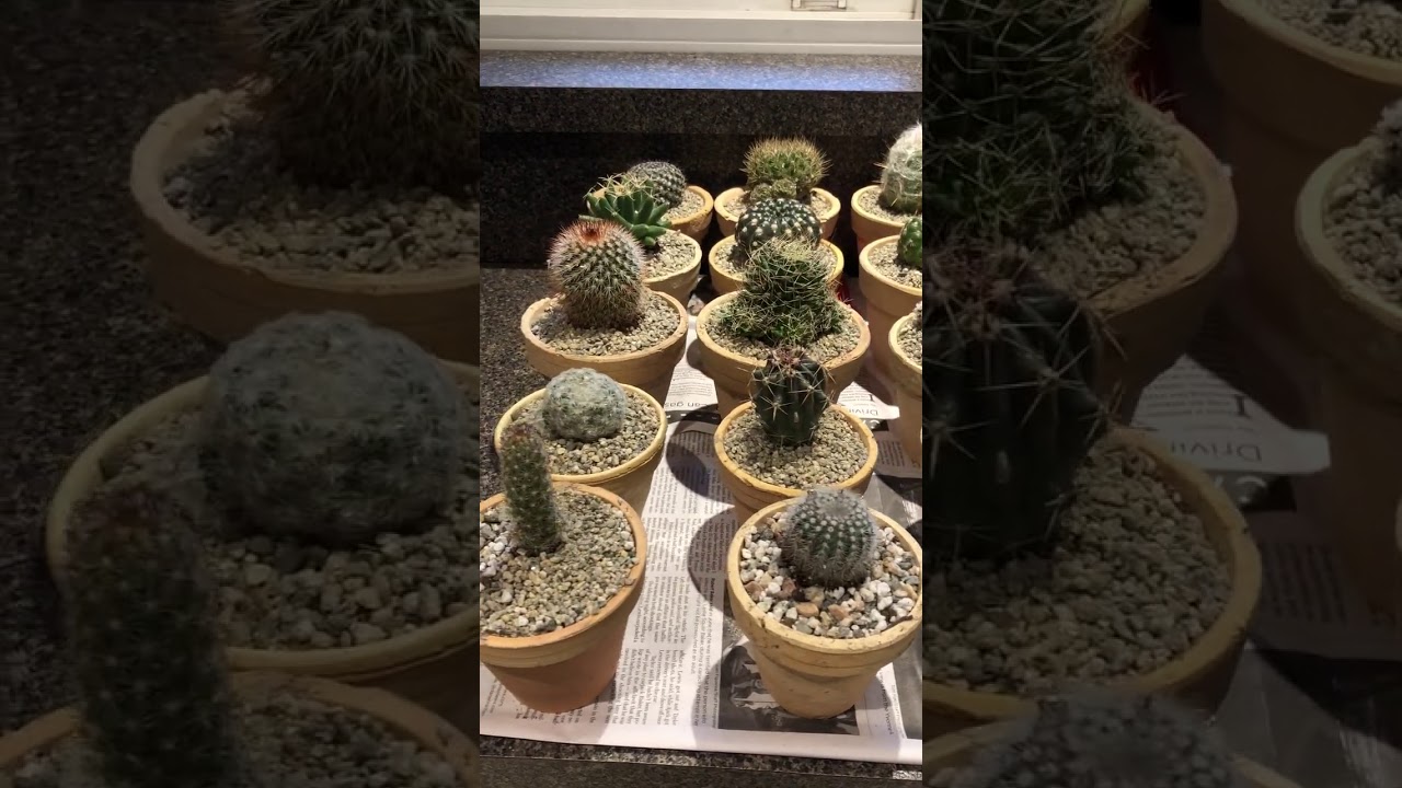 "My 20 Newest Mountain Crest Cactus!" - Testimonial