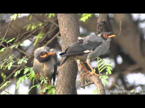 VIDEO : bank myna (acridotheres ginginianus) -  ...