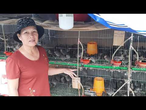 Chim Cút Giống mỗi tuần đều có bán , Liên hệ Khoa 0772 933 305