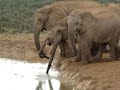 Baby Elephant rescue