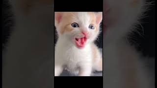 Meow Meow Mi