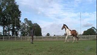 Sammie, Pacha And Shilas Tricktraining