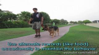 Clicker Dog Training: STOP Leash Pulling!