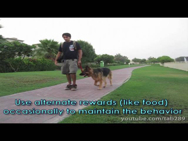 Clicker Dog Training: STOP Leash Pulling!