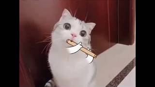 Cute is Not Enough - Funny Cats Compilation Videos