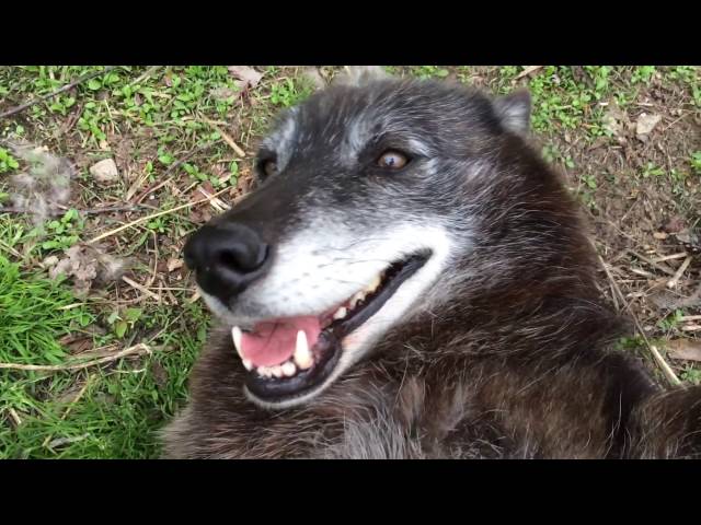 Playing With A Happy Wolf - Video