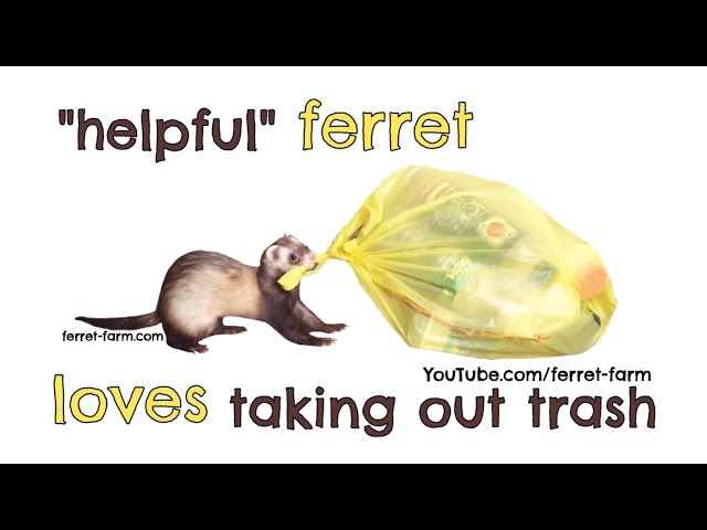 Ferret Helps Take Out The Trash - Video