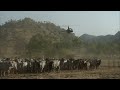 Cattle Muster Mabel Downs - Kimberleys