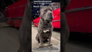 Bugatti Bloodline Kennels Riders