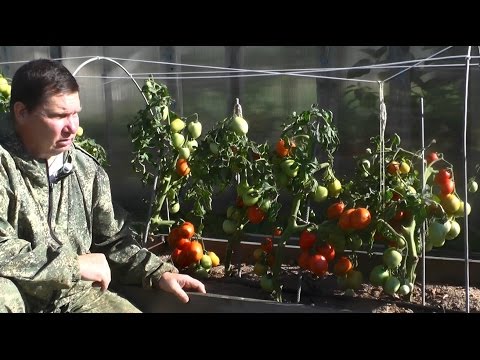 Валерий медведев свои томаты новые видео февраль 2018 Валерий медведев свои томаты новые видео февраль 2018