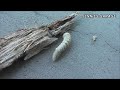 woodworm