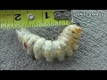 woodworm