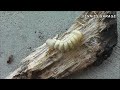 woodworm