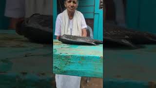 Red Belly Nutter Fish Harvesting