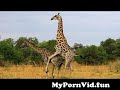 Giraffe Mating   Giraffe mating time