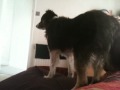Can't Be Arsed Harv.MOV