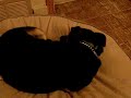 Huh? What? Nighty Night. Jack The Dog