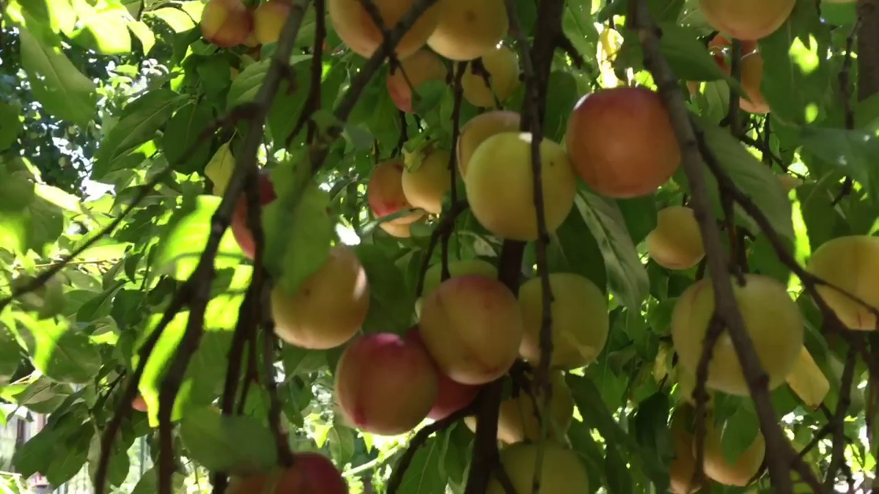 Как сажать косточки алычи 8