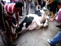 Eid Al Adha