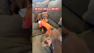 Tug Of War