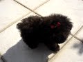TICA, the world's smallest dog (=o menor cão do mundo)