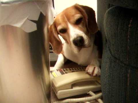 Phone Beagle