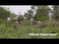 Kruger National Park - burchell's zebras