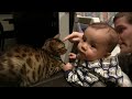 Trying to play Peek a Boo with the Cat & Baby Linus Cat Tips