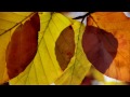 (HD 720p) Matt Monro Sings "Autumn Leaves"
