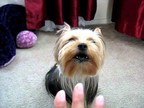 yorkie tricks my princey doing tricks yorkie tricks yorkie tricks my princey doing tricks yorkie tricks