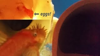 How To Breed Bristlenose Pleco Ancistrus. Super Red Pleco Breeding Guide
