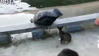 Kedi Vurunca Ölü Taklidi Yapan Fok Balığı Çok Iyi Ya Sjsjjskkaak