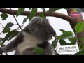 無尾熊寶寶Q仔生日快樂 Happy Birthday To 1 Year Old Baby Koala Q- Zai