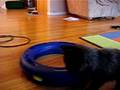 Mouse the kitten plays with her toy Video