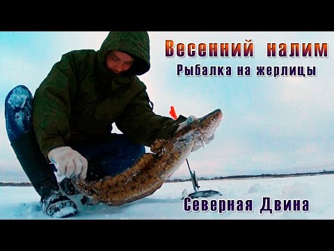 рыбалка на налима на в москве рыбалка на налима на в москве