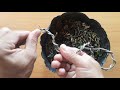 Quấn thân tạo dáng cơ bản cho cây mai con