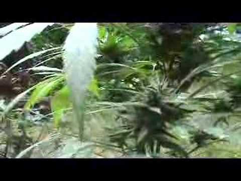 Wildwood Weed