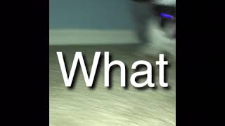 What are you chewing on Episode 1 Funny Dog videos TL