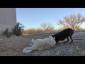 KANGAL