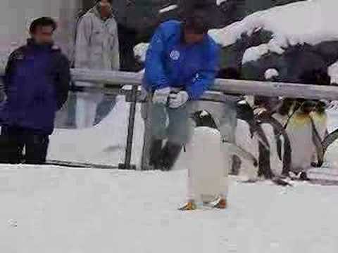 ペンギンの気ままなお散歩＠旭山動物園（１／４）