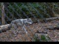 Lakota Wolf Preserve - Columbia NJ