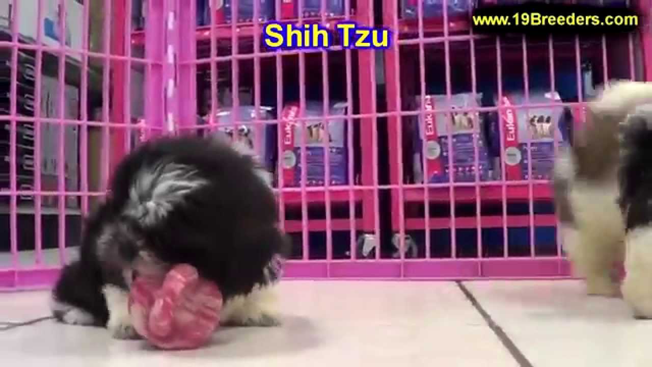 shih tzu for sale jacksonville fl shih tzu puppies for sale in jacksonville florida fl tallahassee gainesville shih tzu for sale jacksonville fl shih tzu puppies for sale in jacksonville florida fl tallahassee gainesville