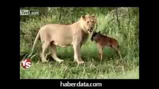 Aslan ve buzağının şaşırtan samimiyeti Aslan ve buzağının şaşırtan samimiyeti